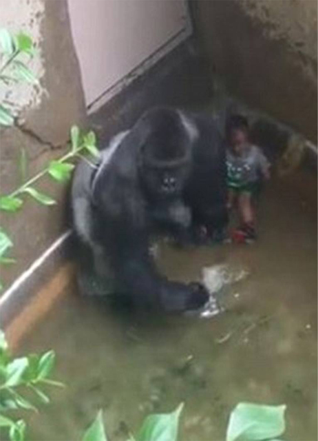 gorilla1