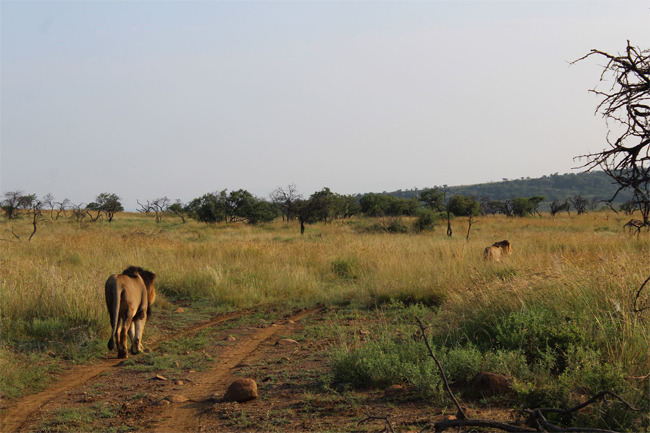 Cheetah Ridge – Nambiti Game Reserve