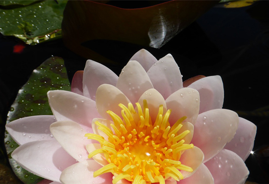 zen lotus